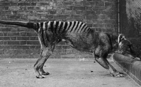 For the first time, researchers decoded the RNA of an extinct animal