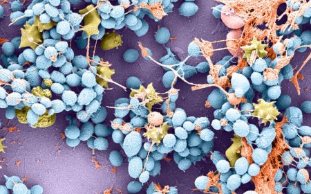 How a deadly fungus is so good at sticking to skin and other surfaces