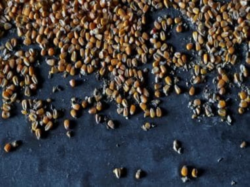 Ukraine to sue Poland, Hungary, Slovakia over food import bans