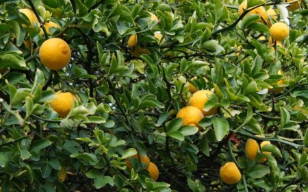 The first citrus fruits may have come from southern China