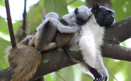In noisy environs, pied tamarins are using smell more often to communicate