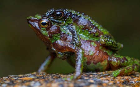 A global report finds amphibians are still in peril. But it’s not all bad news