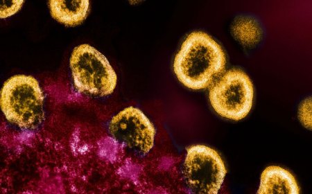 ‘Dormant’ HIV has ongoing skirmishes with the body’s immune system
