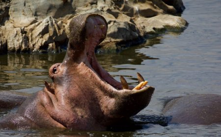 Hippos might be ferocious fighters, but their big teeth make them terrible chewers