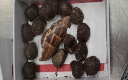 Jewellery of Potty: US customs seize Giraffe feces from woman who wanted to make necklace of it