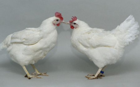 Gene editing can make chickens resistant to bird flu