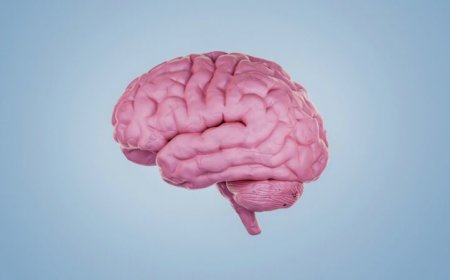 What a look at more than 3,000 kinds of cells in the human brain tells us