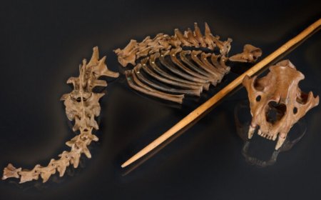 Neandertals hunted cave lions at least 48,000 years ago