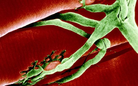 Blocking an aging-related enzyme may restore muscle strength