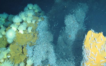How sea anemones living on deep-sea hydrothermal vents avoid metal poisoning
