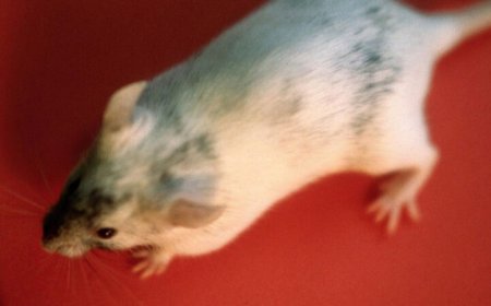 These 8 GMOs tell a brief history of genetic modification