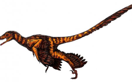 Dinosaur feathers may have been more birdlike than previously thought