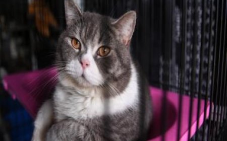 In China, police rescues 1000 cats from being killed and sold as mutton or pork