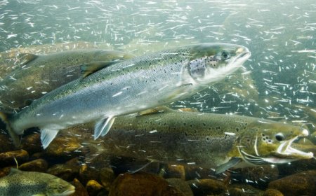 Pumping cold water into rivers could act as ‘air conditioning’ for fish