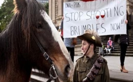 Australia to restart aerial shooting of wild horses