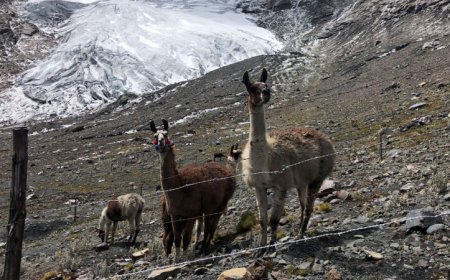 At the foot of a melting glacier in Peru, llamas helped revitalize the land
