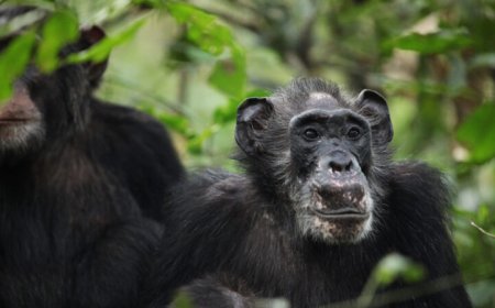 Surprisingly long-lived wild female chimps go through menopause
