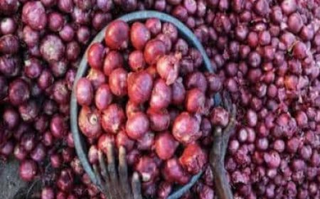 Centre imposes minimum export price of USD 800 per tonne on onion till Dec 31