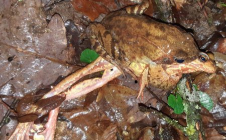 Faking death lets some female frogs slip the mating grip of a male