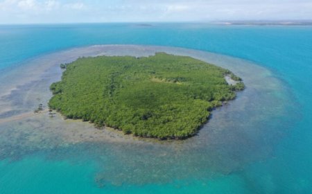 On some Australian islands, sea level rise may be helping mangroves thrive
