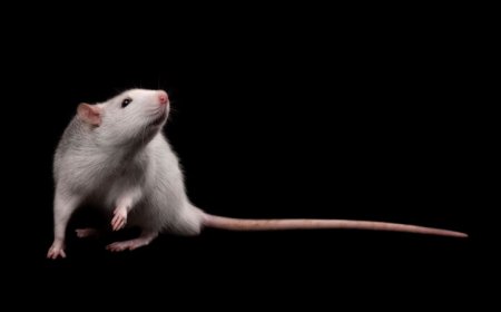 In a Jedi-like feat, rats can move a digital object using just their brain