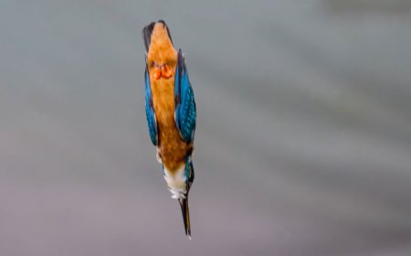Here’s how high-speed diving kingfishers may avoid concussions