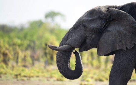 The mysterious deaths of dozens of Zimbabwe’s elephants has been solved