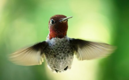 How hummingbirds fly through spaces too narrow for their wings