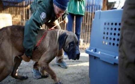South Korea to ban eating dogs