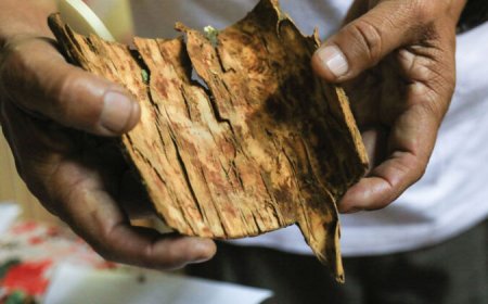 ‘Most Delicious Poison’ explores how toxins rule our world