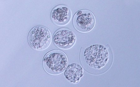 The first embryos from a mammal have now been grown in space