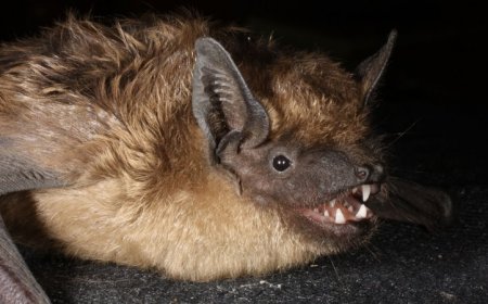 These bats are the only mammals known to mate more like birds