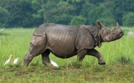 India, Bhutan and Nepal collaborate to curb wildlife trafficking in South Asia