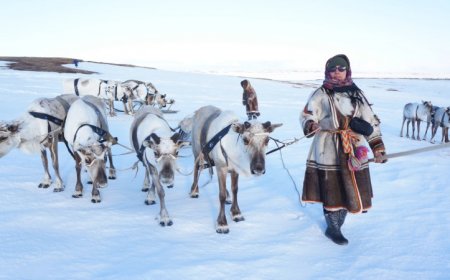 Reindeer herders and scientists collaborate to understand Arctic warming