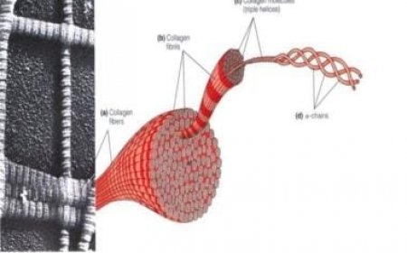 Embracing Radiance: The Role of Collagen in Your Body and How to Keep It Balanced