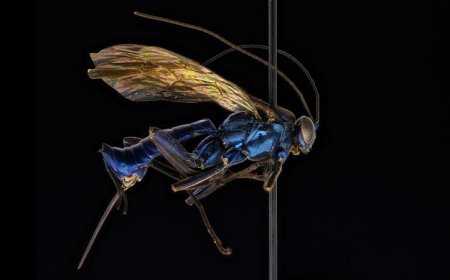 One mountain in Brazil is home to a surprising number of these parasitic wasps