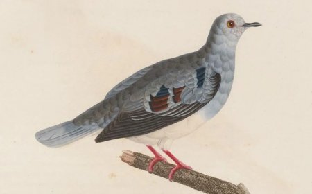 This bird hasn’t been seen in 38 years. Its song may help track it down