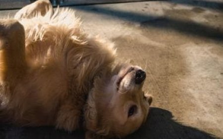 Guide to Maintaining a Clean Room During Pet Shedding Season