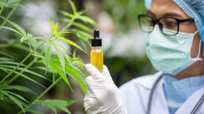 Here's why the government wants to double its production of illicit drugs