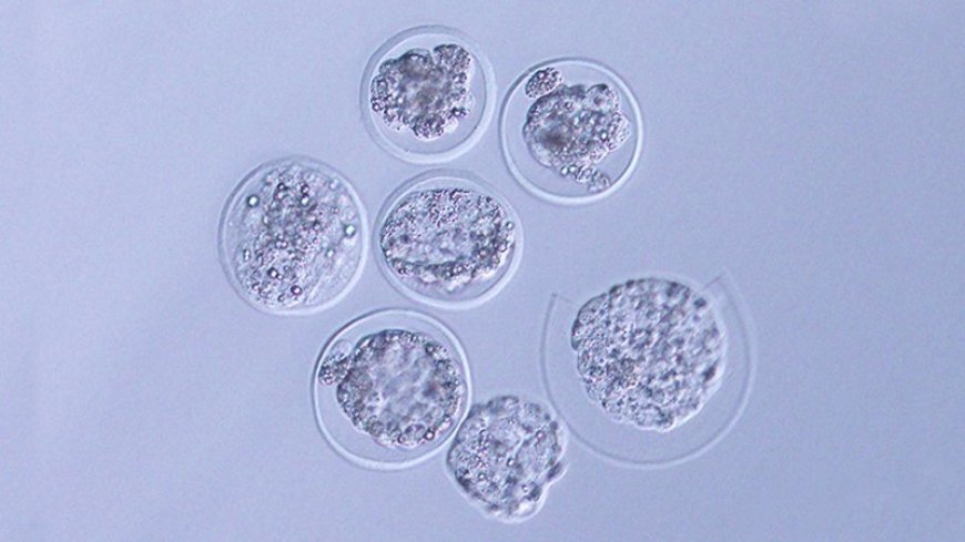 The first embryos from a mammal have now been grown in space