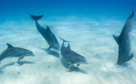 Fish beware: Bottlenosed dolphins may be able to pick up your heartbeat