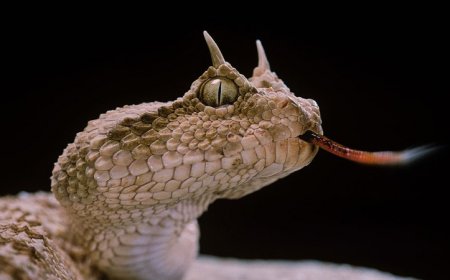 Why do some lizards and snakes have horns?