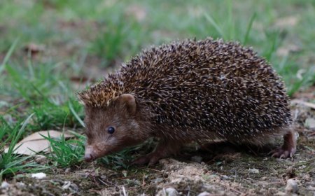 A new species of hedgehog stands out for its short spikes