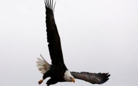 Two US men charged for killing over 3500 birds