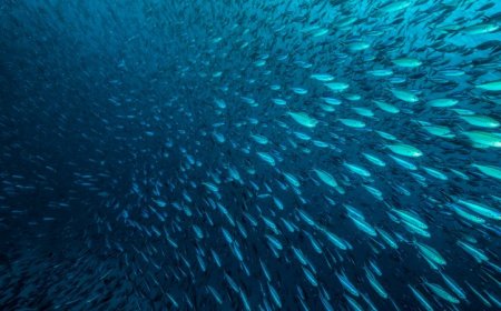 Ocean heat waves often lurk out of sight