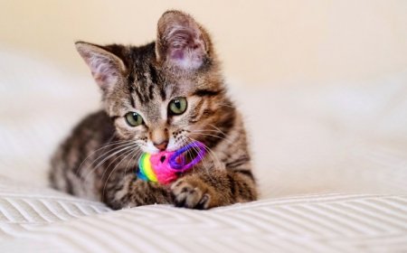 When do cats play fetch? When they feel like it 