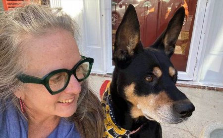 Here are 5 questions about the mystery dog illness making news