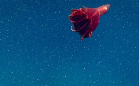 Invisible comet tails of mucus slow sinking flakes of ‘marine snow’