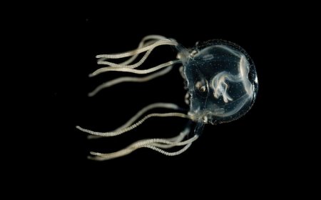 These are our favorite animal stories of 2023