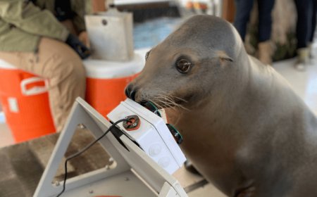 50 years ago, the U.S. Navy enlisted sea lions and other marine mammals